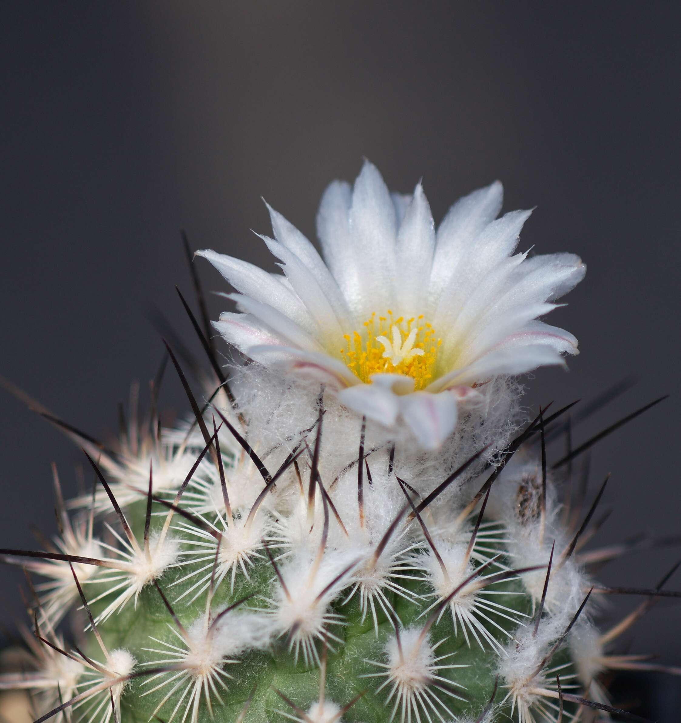 Image of Turbinicarpus viereckii (Werderm.) V. John & Ríha