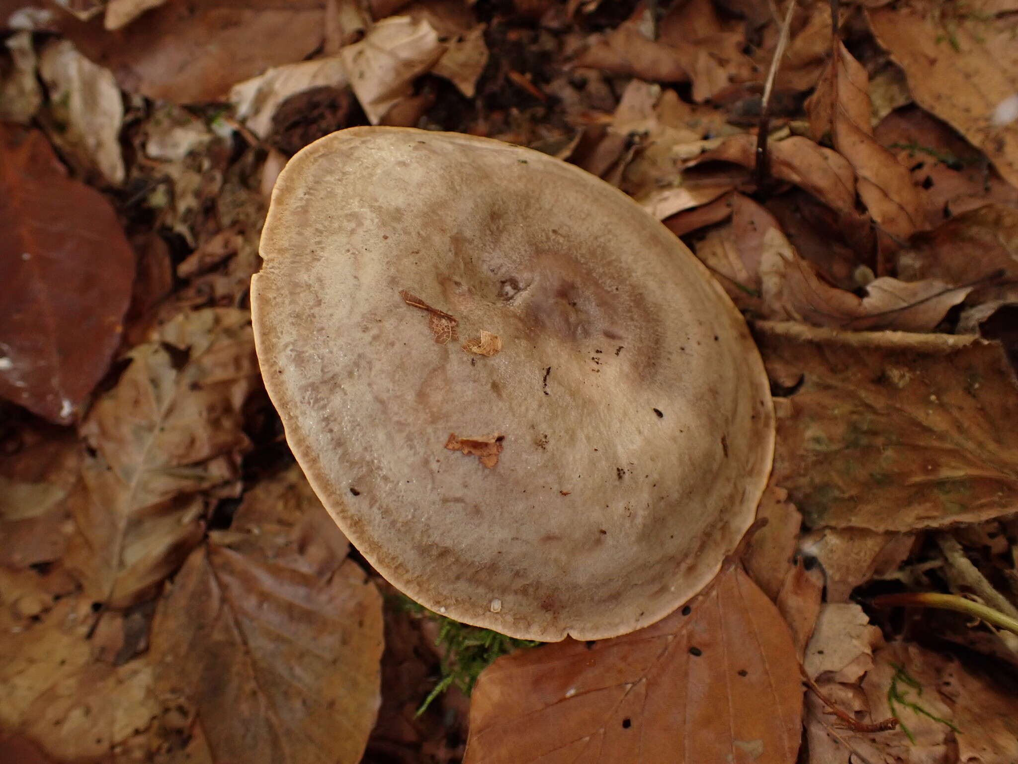 صورة Lactarius fluens Boud. 1899