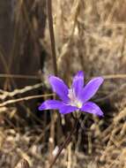 Sivun Brodiaea santarosae T. J. Chester, W. P. Armstr. & Madore kuva