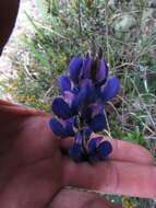 صورة Lupinus bogotensis Benth.