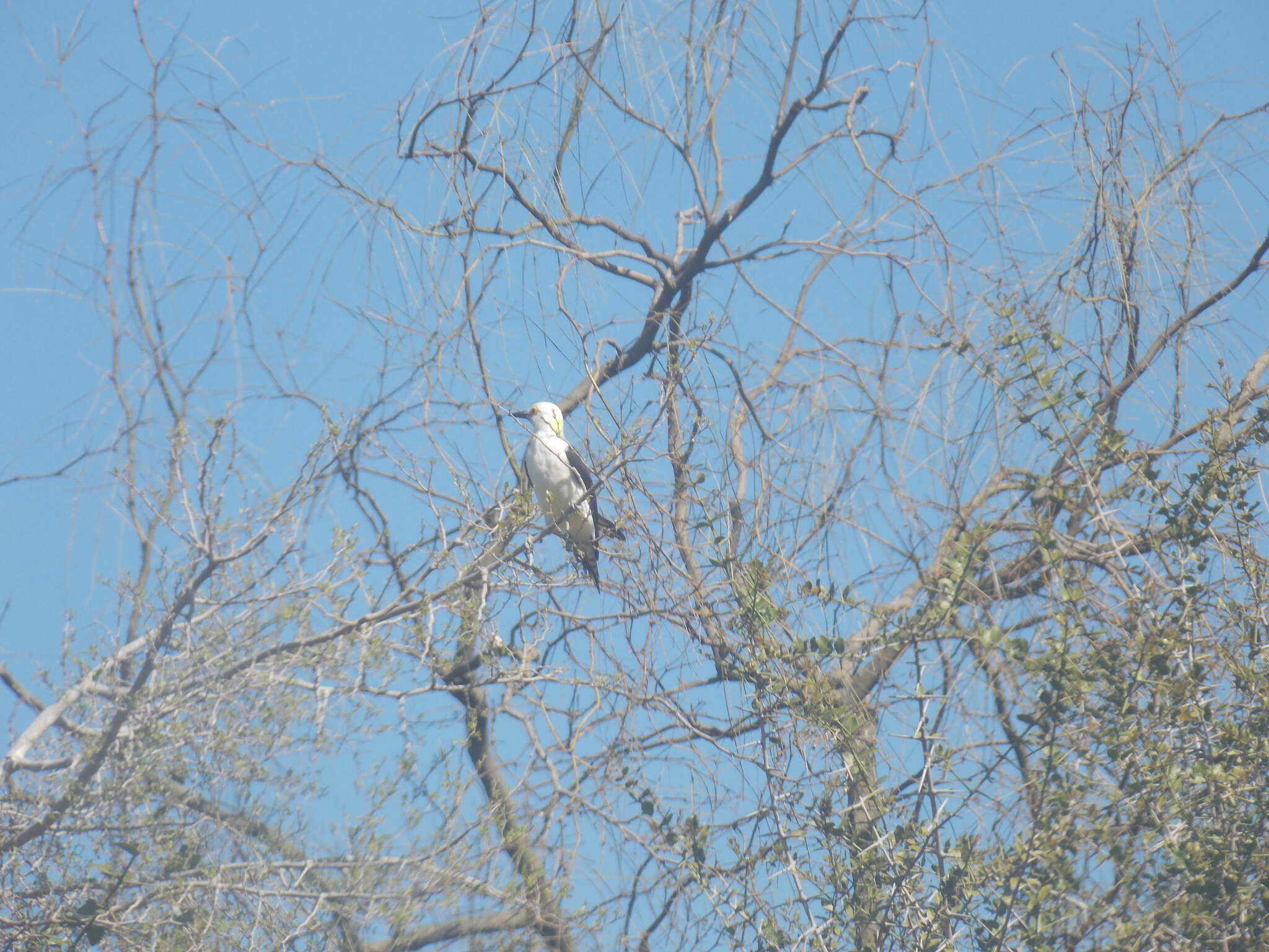 Image of White Woodpecker