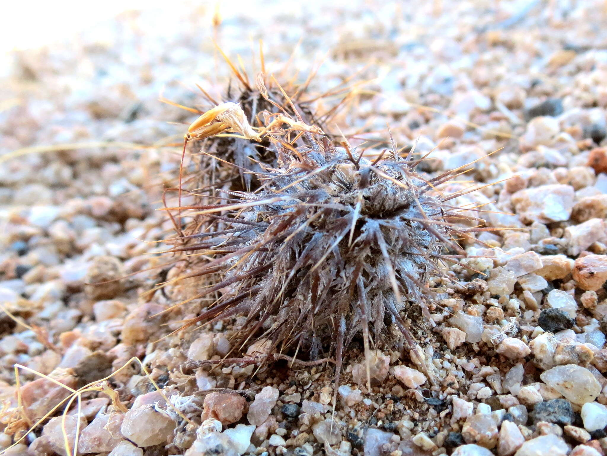 Acanthopsis disperma Harv. resmi