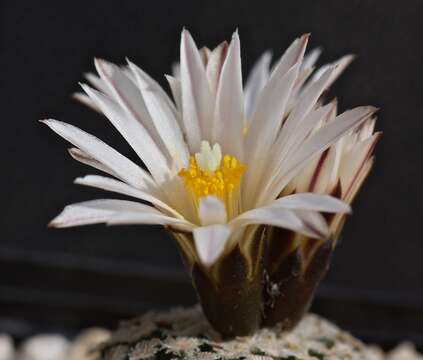 Plancia ëd Turbinicarpus valdezianus (H. Moeller) Glass & R. A. Foster