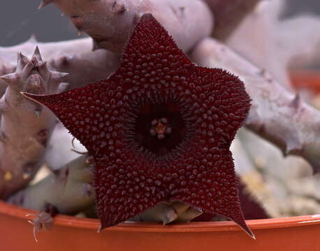 Image of Huernia