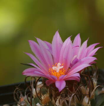 Image of Turbinicarpus alonsoi Glass & S. Arias