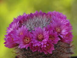 Image of Mammillaria zeilmanniana Boed.