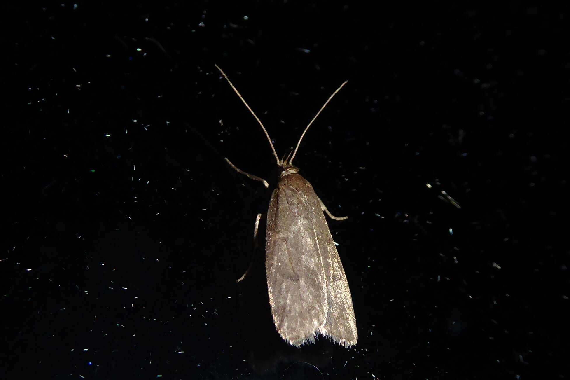 Image de Phaeosaces apocrypta