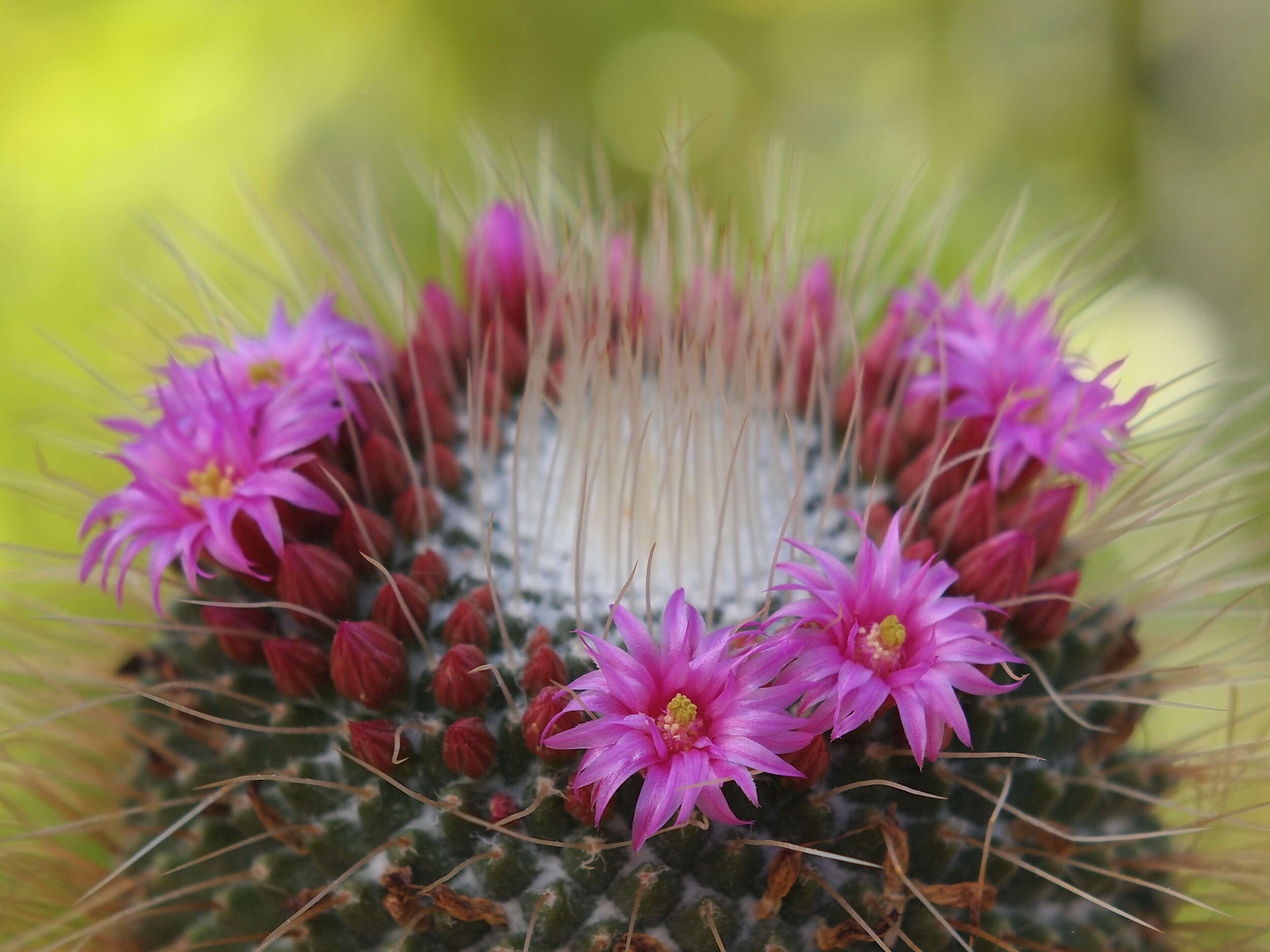 Image of Mammillaria geminispina Haw.