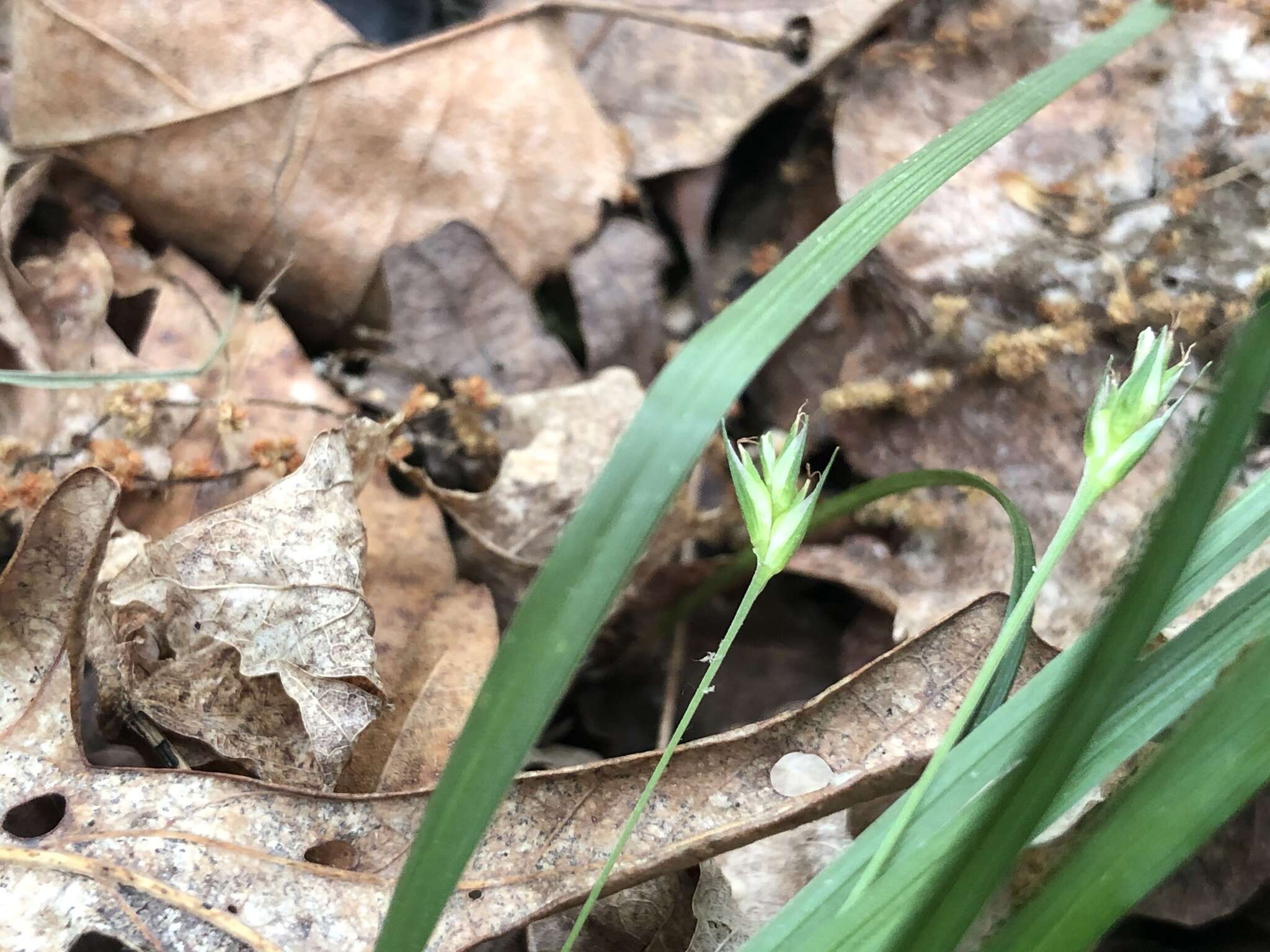 Image of Willdenow's sedge