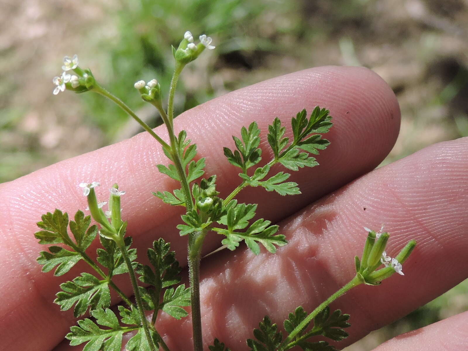 Image of hairyfruit chervil