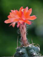 Image of Cactus