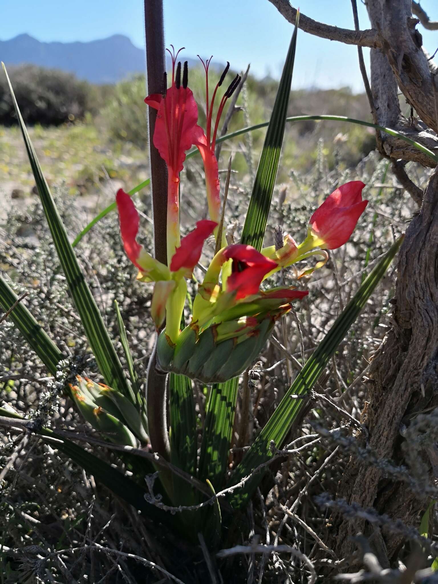 Image de Babiana ringens subsp. ringens