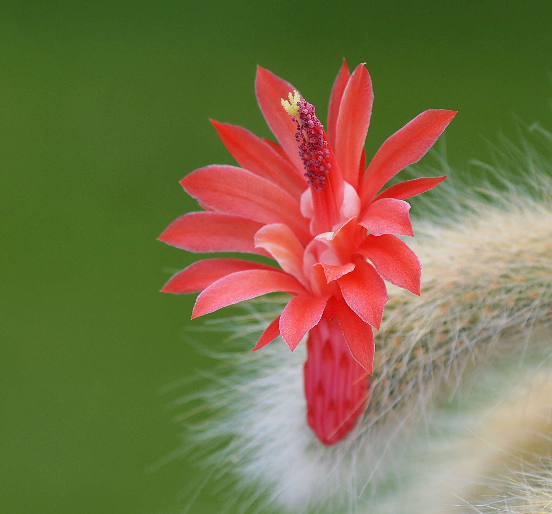 صورة Cleistocactus winteri D. R. Hunt