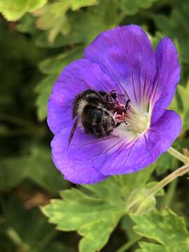 Image of <i>Bombus pascuorum mniorum</i> Fabricius 1776