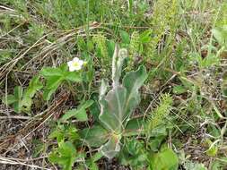 Imagem de Hypochaeris maculata L.