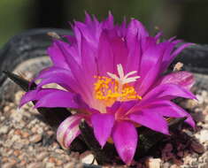 Image of Tamaulipas Living Rock Cactus