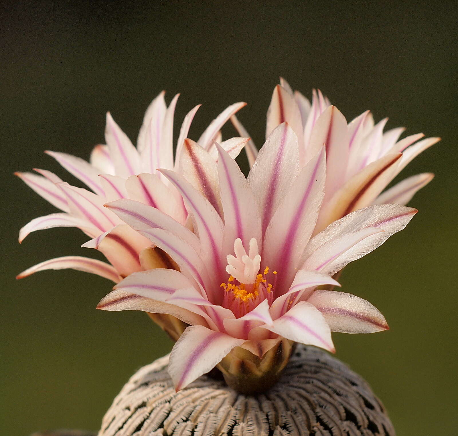 Image of Turbinicarpus pseudopectinatus (Backeb.) Glass & R. A. Foster