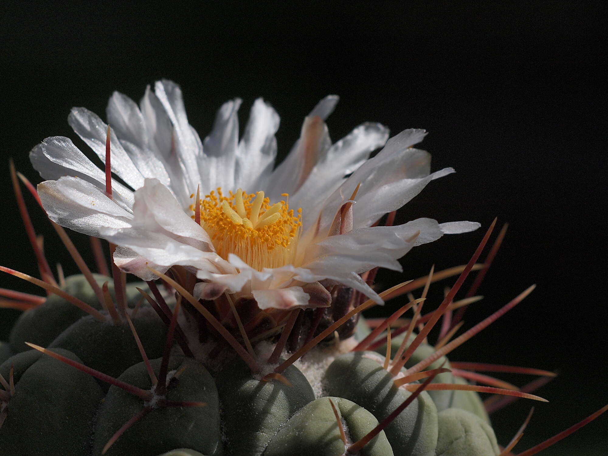 Image of Thelocactus hexaedrophorus (Lem.) Britton & Rose