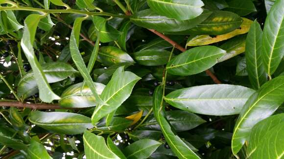 Image of Cherry-laurel