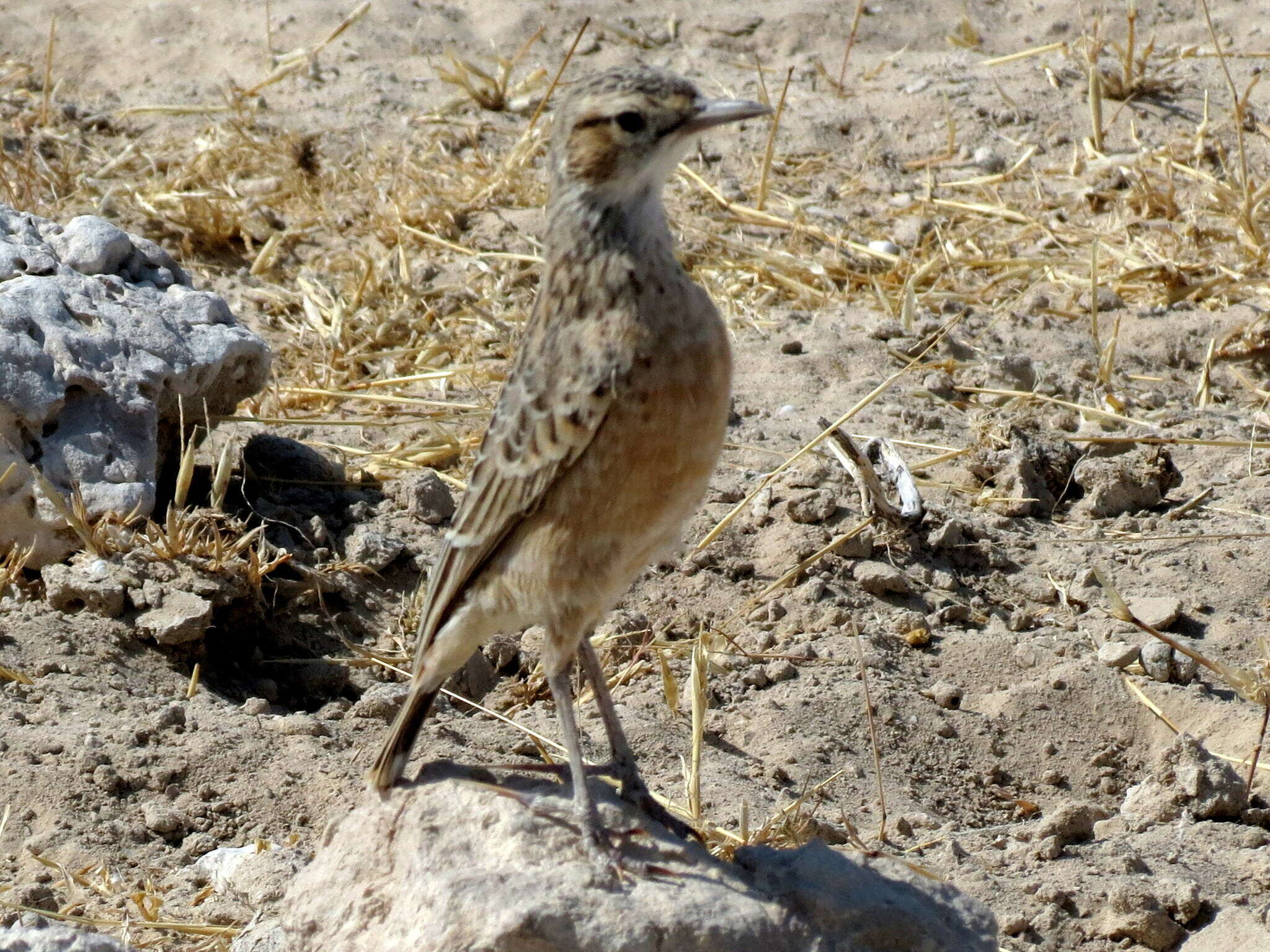 Image of Chersomanes albofasciata erikssoni (Hartert 1907)