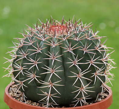 Image of Conelike Turl's-cap Cactus