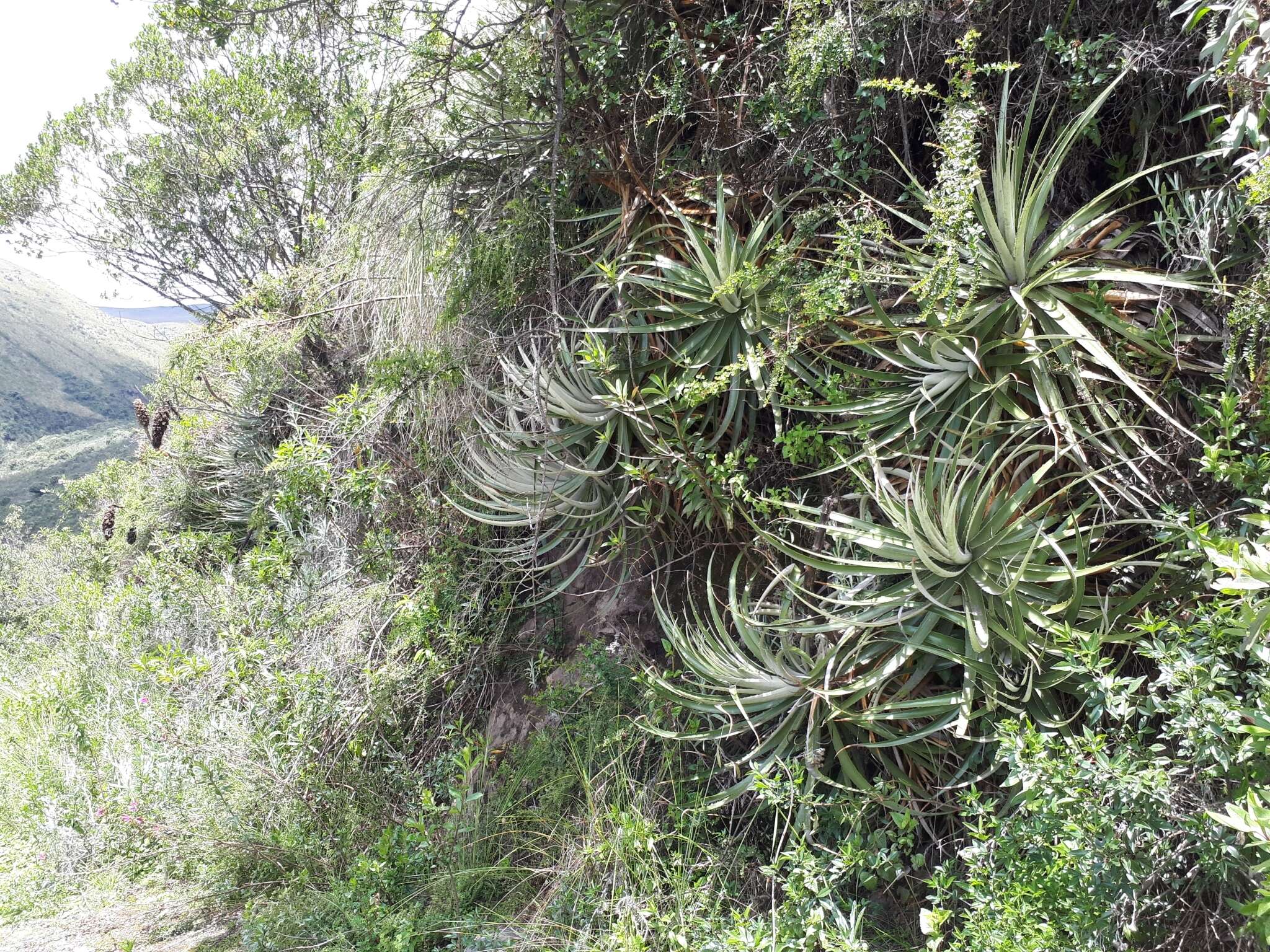 Imagem de Puya glomerifera Mez & Sodiro