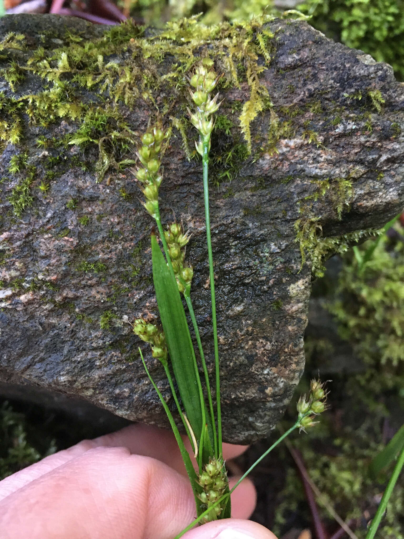 Image of Pacific woodrush