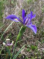 Image of Prairie Iris