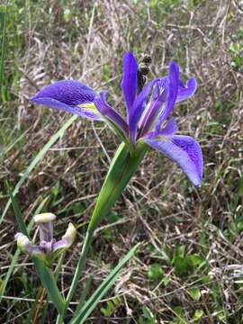 Image of Prairie Iris