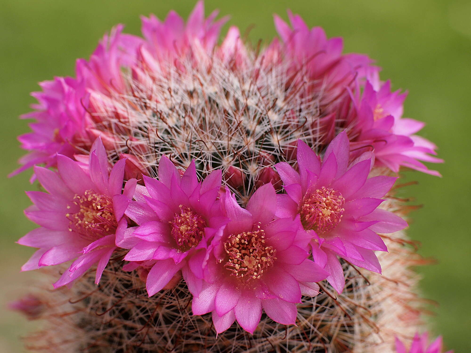 صورة Mammillaria zeilmanniana Boed.