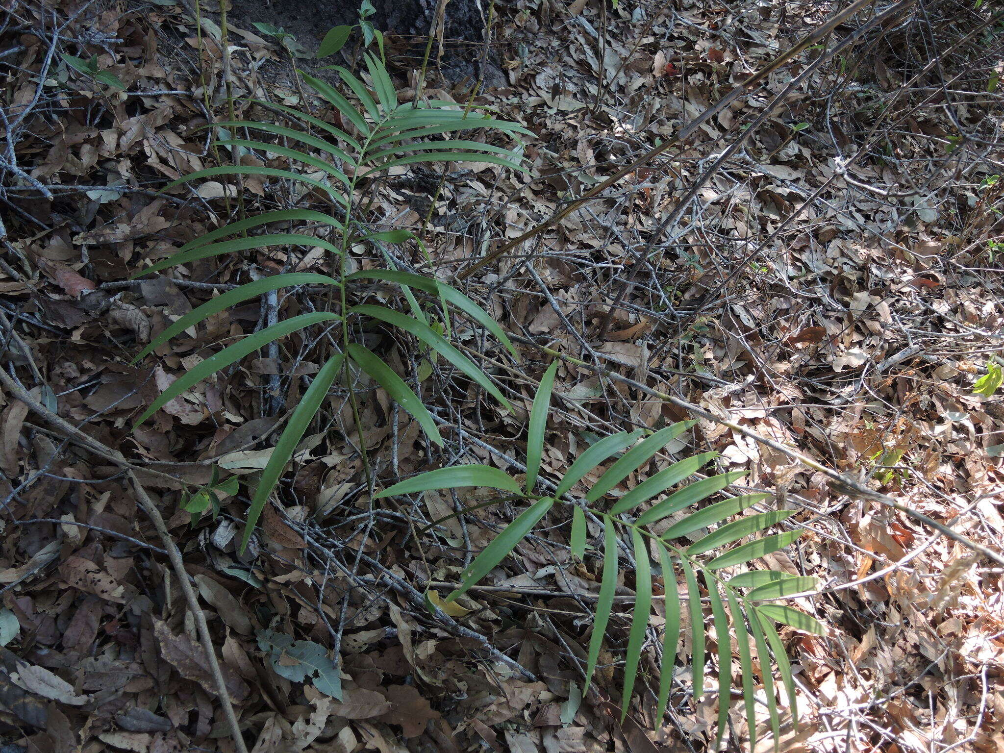 Image of Zamia paucijuga Wieland