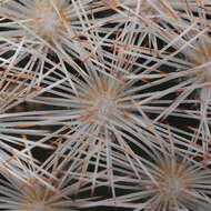 Image of Lace-spine Nipple Cactus