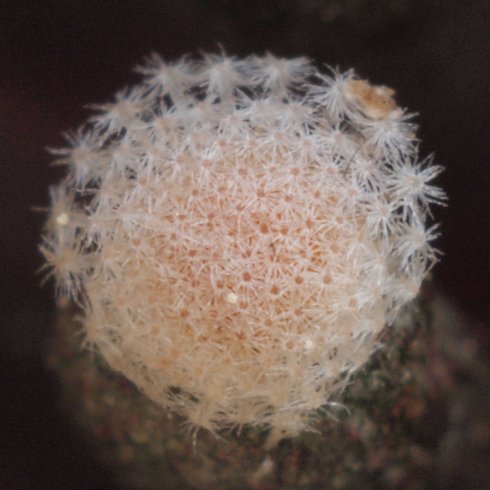 Image of Mammillaria luethyi G. S. Hinton