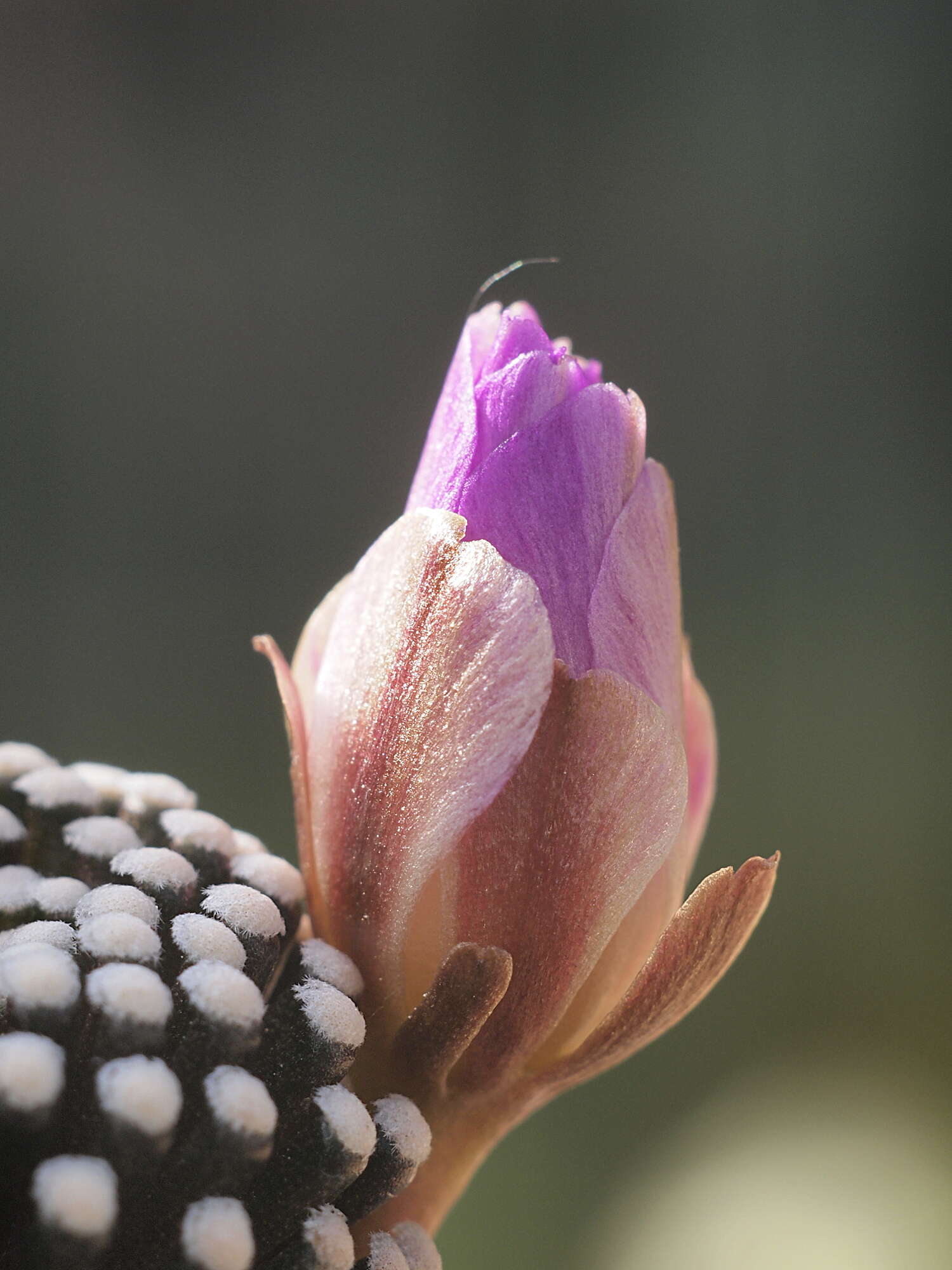 Image of Mammillaria luethyi G. S. Hinton