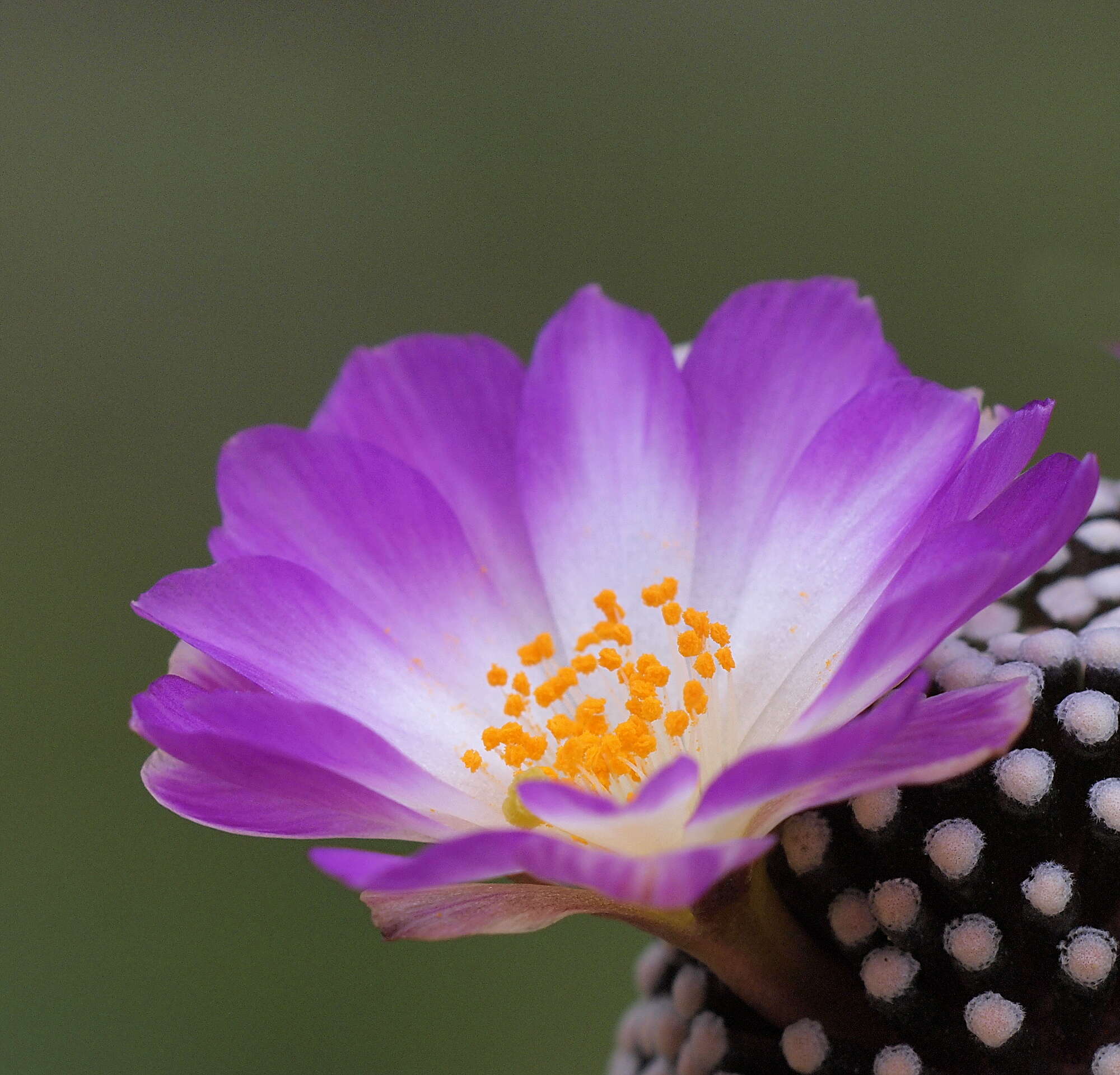 Image of Mammillaria luethyi G. S. Hinton