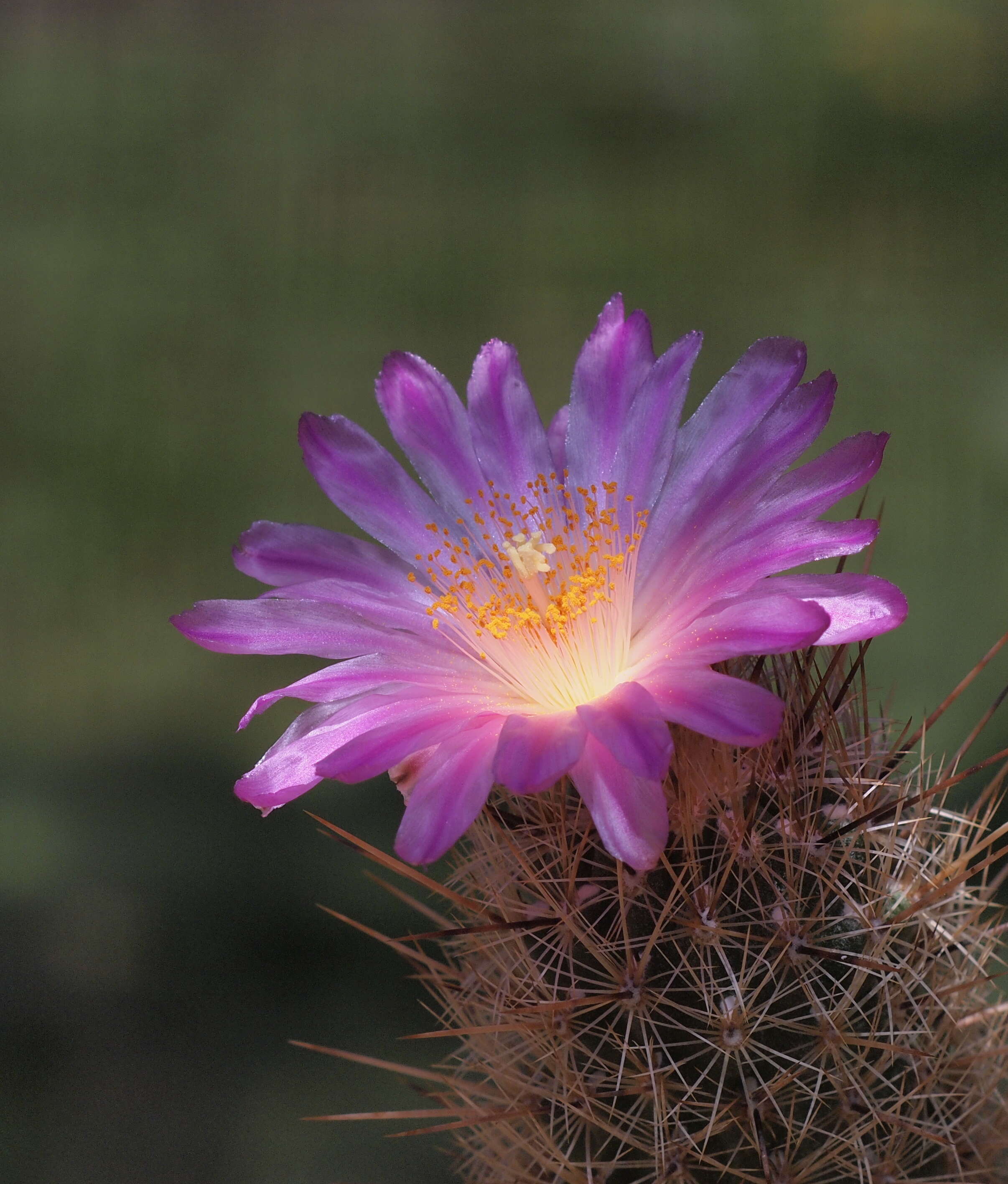 Image of Thelocactus hastifer (Werderm. & Boed.) F. M. Knuth