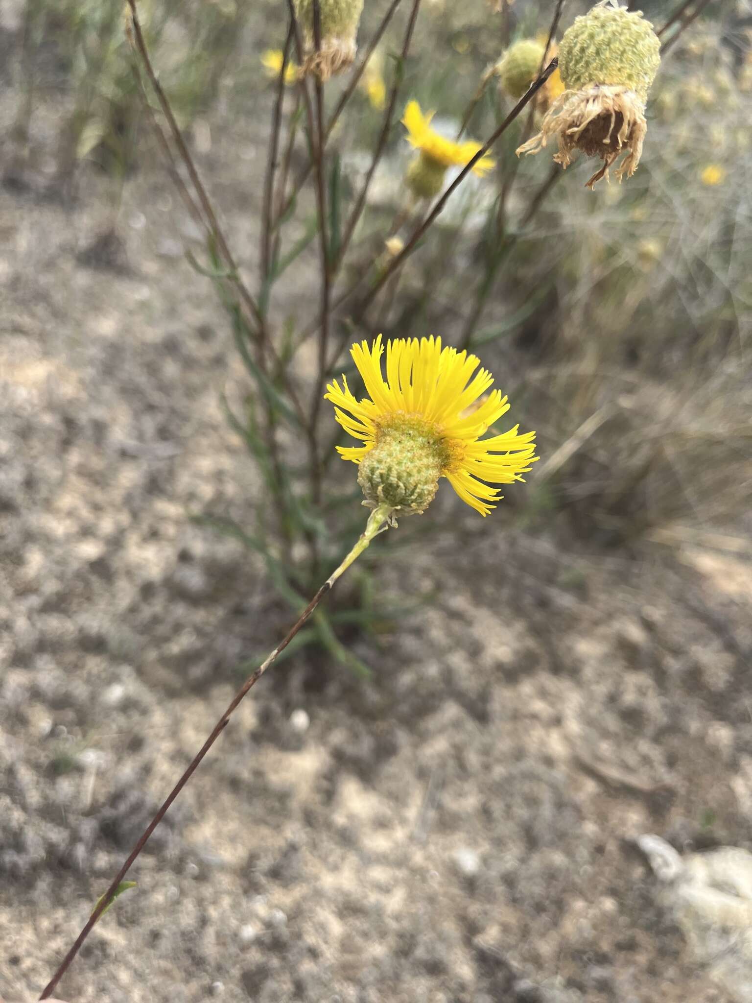 Слика од Podolepis rugata Labill.