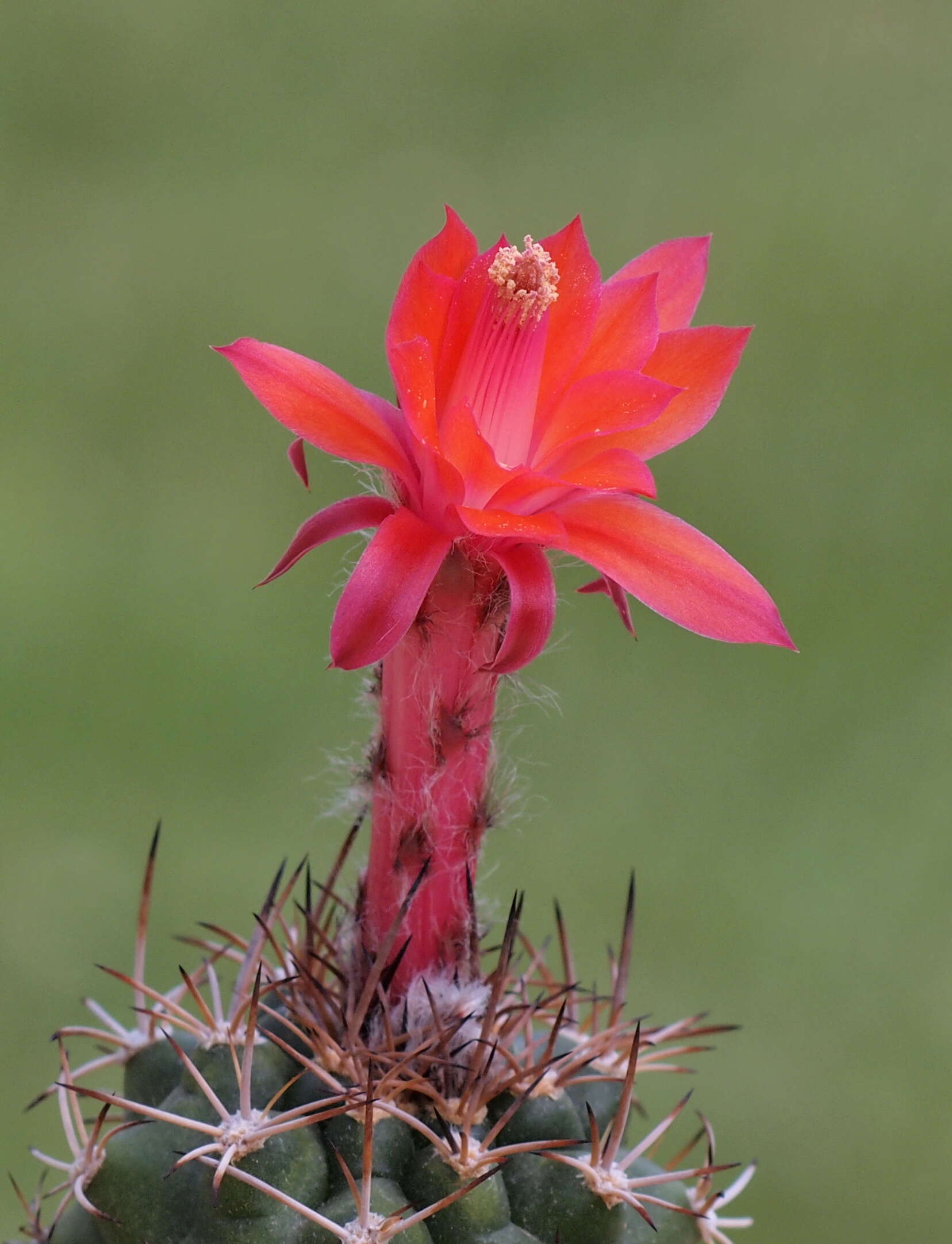 Image of Cactus