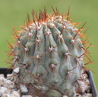 Image of Copiapoa cinerea (Phil.) Britton & Rose