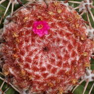 Image of Conelike Turl's-cap Cactus