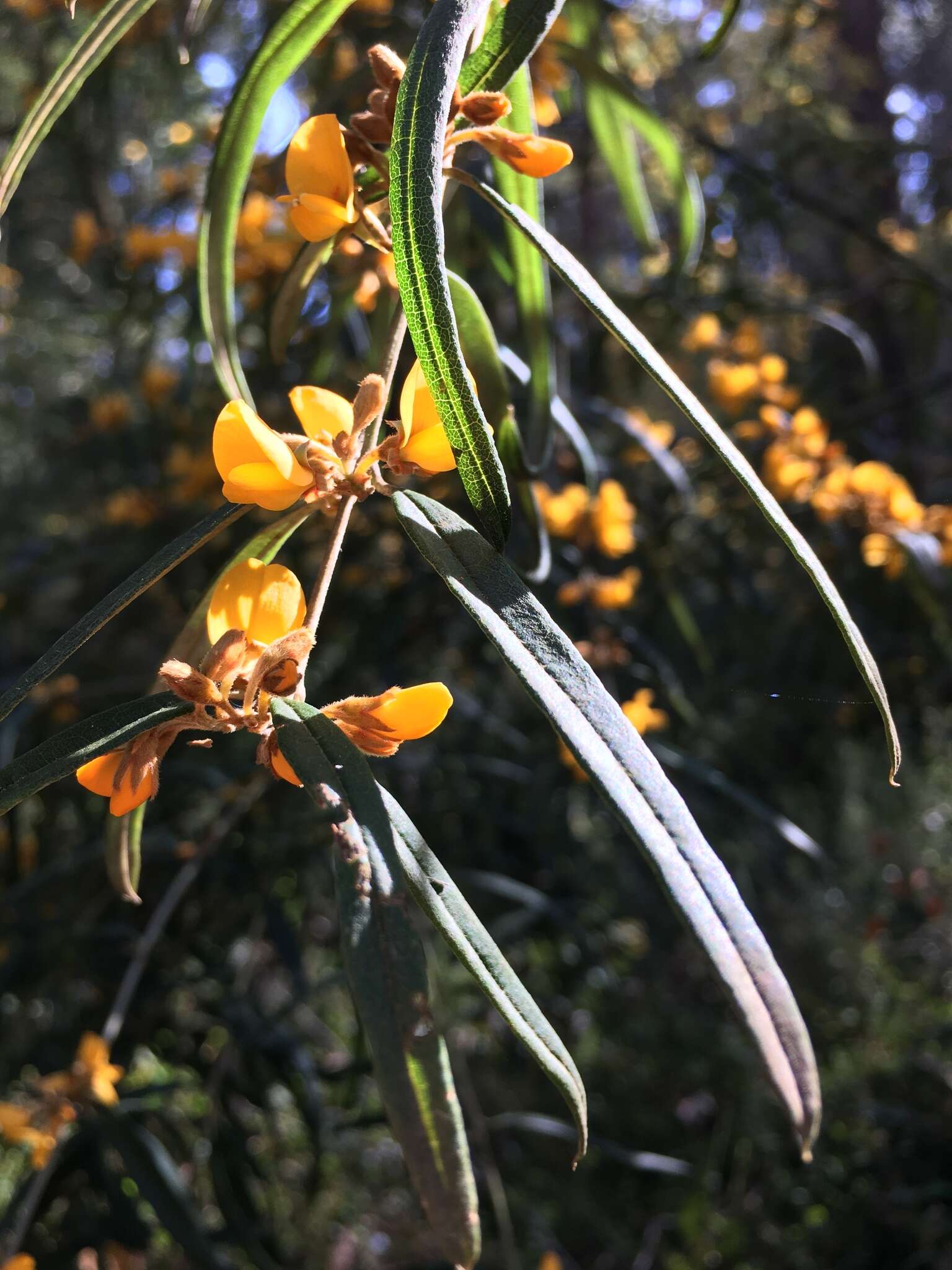 Image of Oxylobium arborescens R. Br.