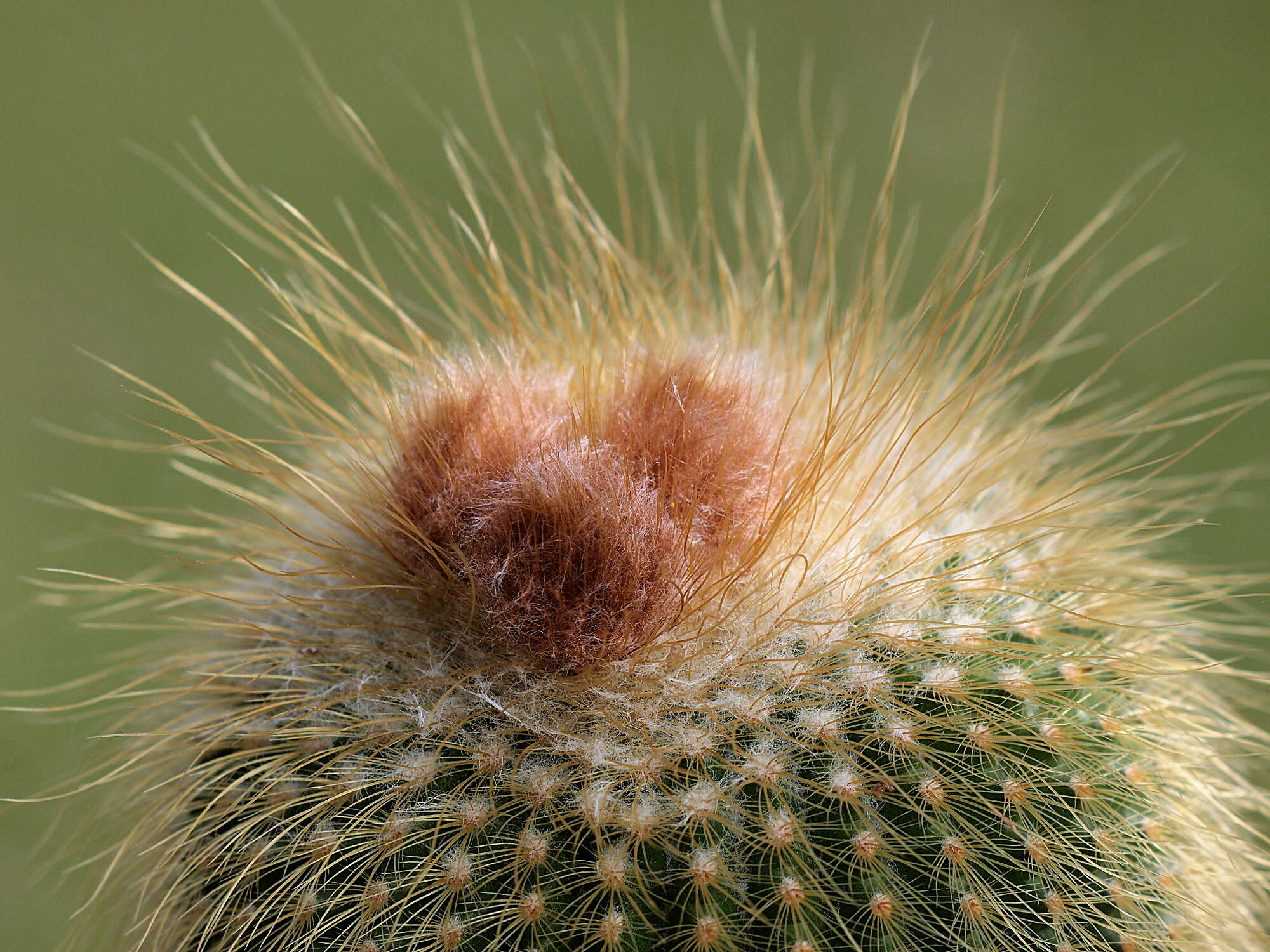 Image of Parodia lenninghausii (F. Haage) F. H. Brandt ex Eggli & Hofacker