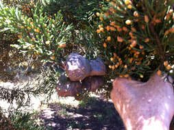 Image of Monterey cypress