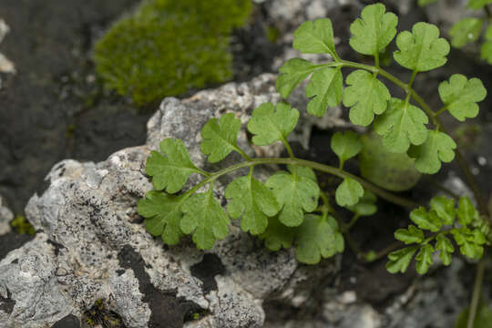 Image of Cardamine graeca L.