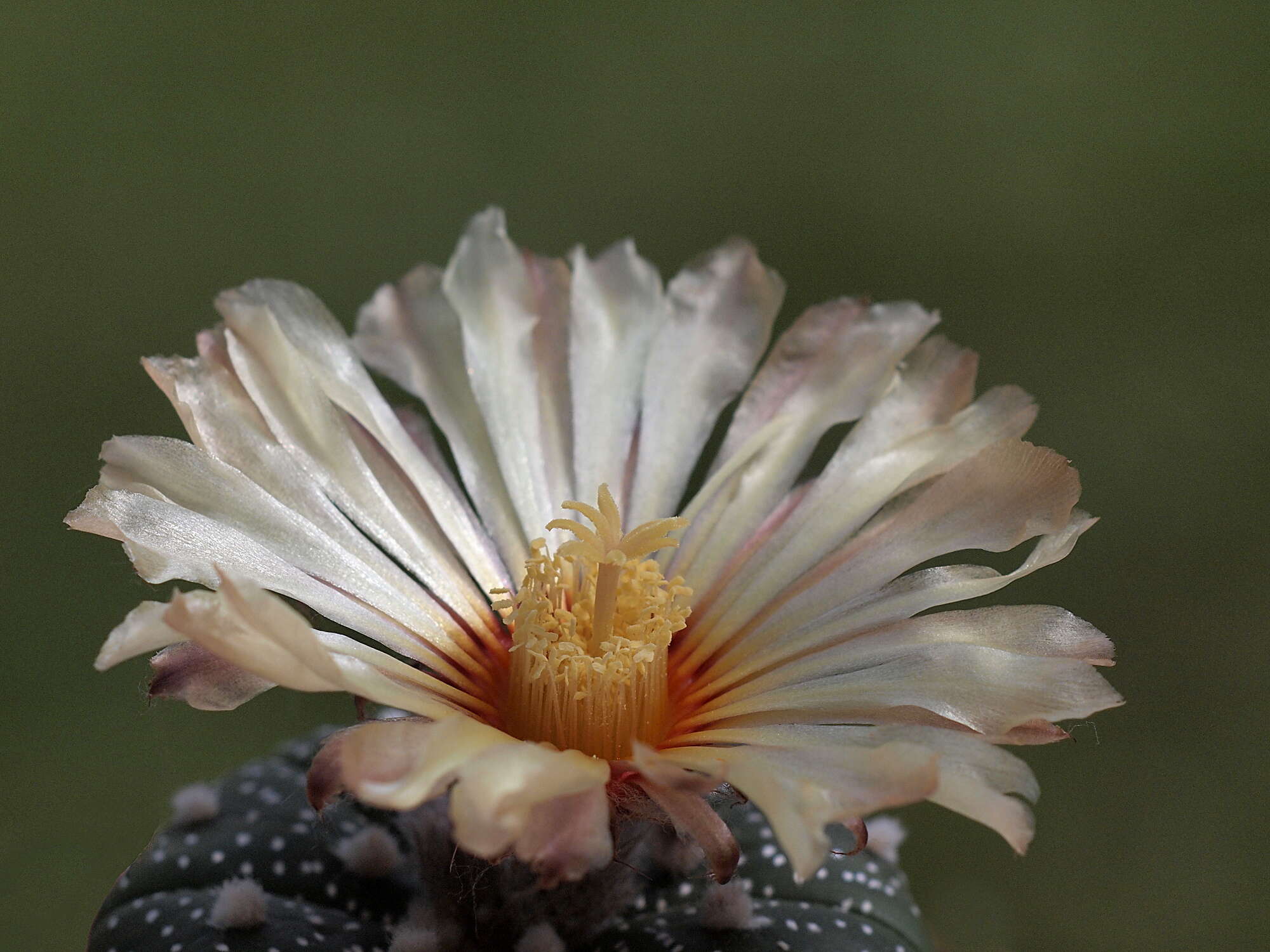 Image of Sand Dollar Cactus