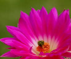 Image of Arizona Rainbow Cactus