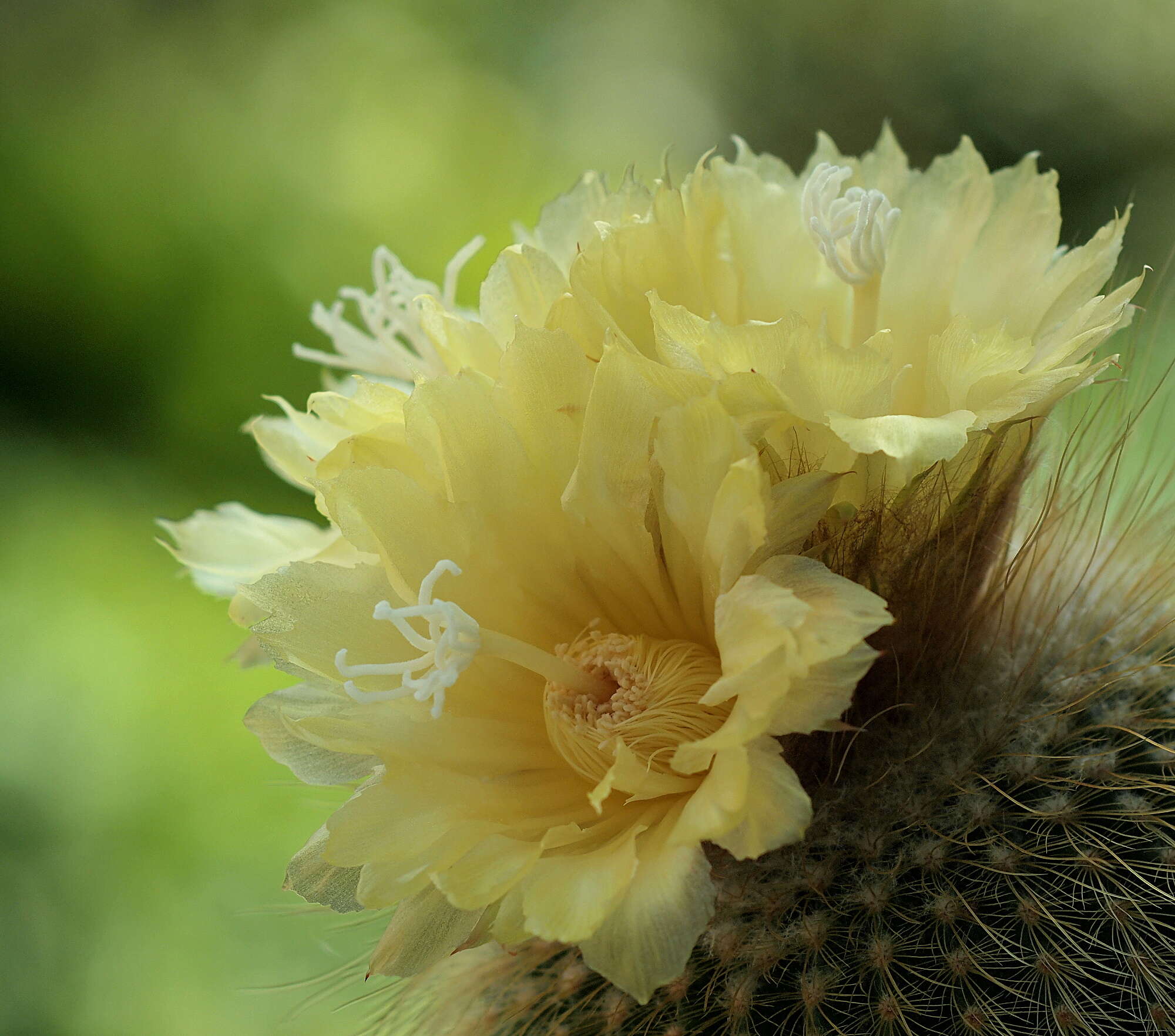 Image of Parodia lenninghausii (F. Haage) F. H. Brandt ex Eggli & Hofacker