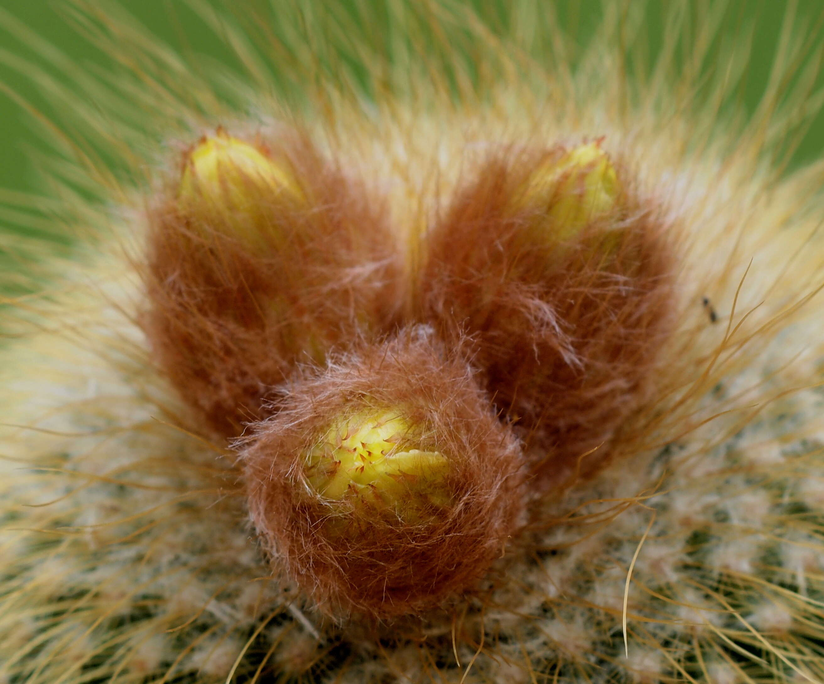 Image of Parodia lenninghausii (F. Haage) F. H. Brandt ex Eggli & Hofacker