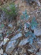 Sivun Dicentra formosa subsp. oregona (Eastw.) Munz kuva