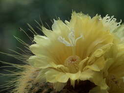 Image of Parodia lenninghausii (F. Haage) F. H. Brandt ex Eggli & Hofacker